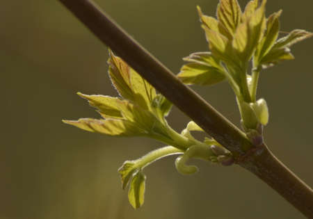 the maple leaves of her leavesの写真素材