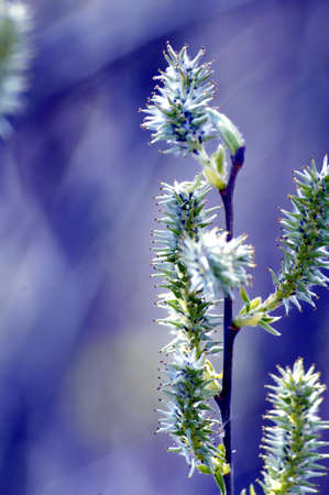 blossoming buds of willow on a blue backgroundの写真素材