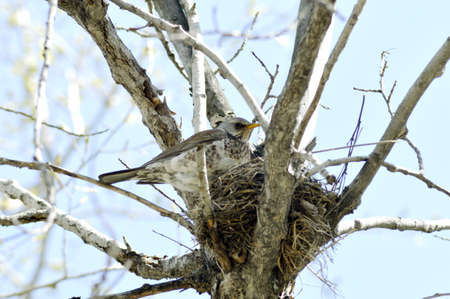 nest of thrush in the tree against the skyの写真素材