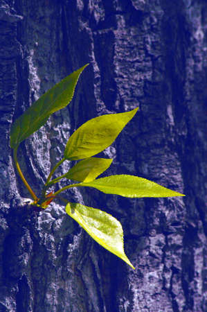 young sprout on the trunk of an old treeの写真素材
