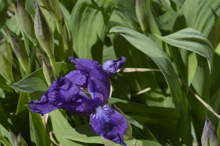blue flowers on a green backgroundの写真素材