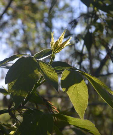 young leaves illuminated by the spring sunの写真素材