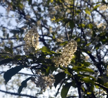 white flowers of spring in the springの写真素材