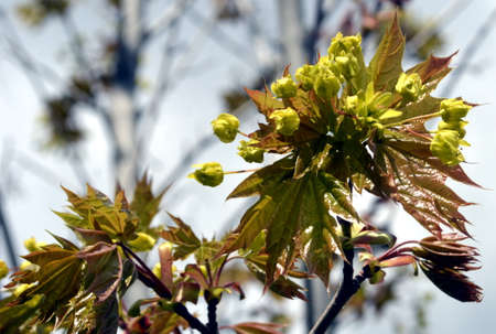 young maple leaves in springの写真素材