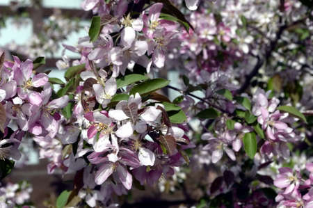 In the spring, an apple tree blossoms in the cityの写真素材