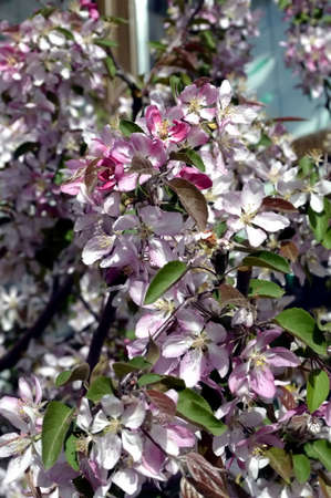 In the spring, an apple tree blossoms in the cityの写真素材
