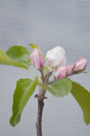flowers of an apple tree on a blurry backgroundの写真素材
