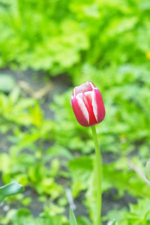 Tulips planted by caring townspeople in the spring for city decorationの写真素材