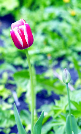 Tulips planted by caring townspeople in the spring for city decorationの写真素材