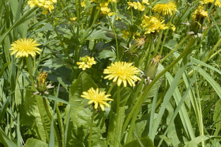 carpet of yellow dandelionsの写真素材