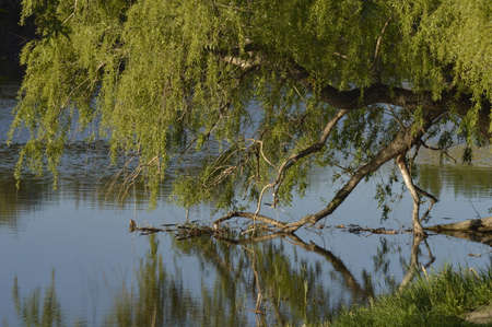 old treeの写真素材