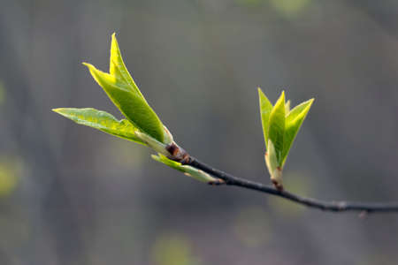spreading leaves on a tree in spring 3の写真素材