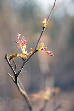 blooming spring flowers on a treeの写真素材