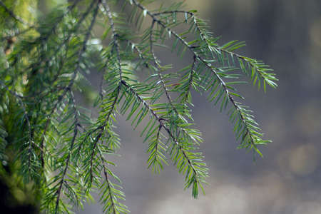 green prickles of spruce in the spring forest