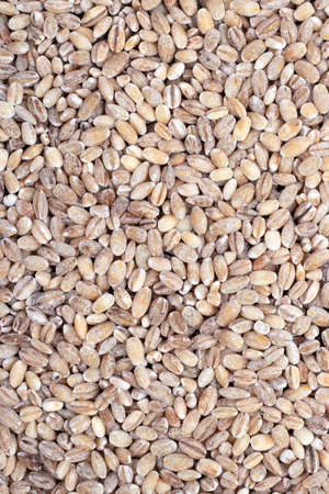 Scattered pearl barley top viewの写真素材