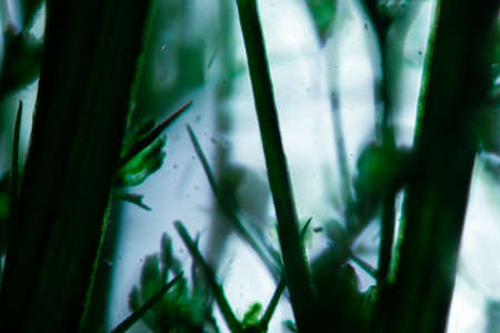 macro photography of underwater green algae on a greenish-blue backgroundの写真素材