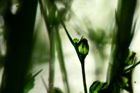 macro photography of underwater green algae on a yellow-green backgroundの写真素材