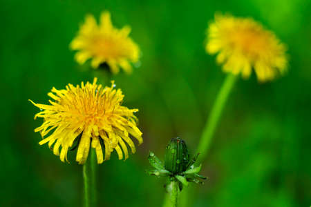 three yellow dandelions and one not blooming with dew dropsの写真素材