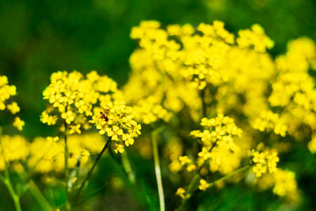Barbarea vulgaris flowers with wasp on a flower in a field on a Sunny summer dayの写真素材