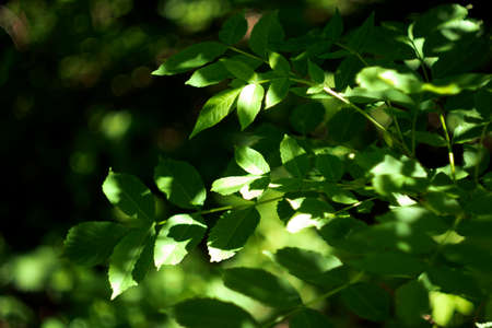 Tree branch with green leaves and light leavesの写真素材