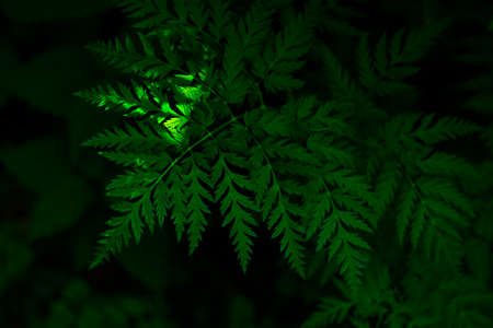 Athyrium filix-femina fern (polypodiopsida or polypodiophyta) in a dense forest with a ray of light on the leavesの写真素材