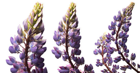 Lupinus flowers in various approximations on a white backgroundの写真素材