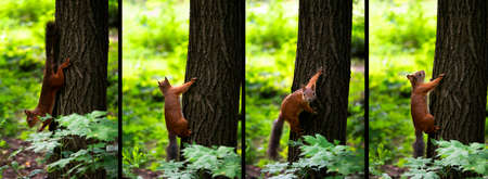 Red squirrel (Sciurus vulgaris) crawls on a tree trunkの写真素材