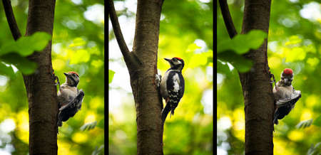 Dendrocopos leucotos sitting on a tree in a summer forest in different anglesの写真素材