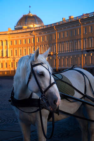 Russia, St Petersburg, Old photo harnessed horse on the Palace square in Saint Petersburgのeditorial素材