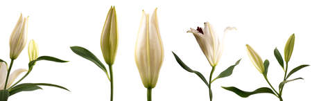 Isolated closed flower LÃ­lium candÃ­dum (snow-white Lily) in side view in various angles on a white backgroundの写真素材