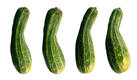 isolated ripe marrow (vegetable) Zebra in various angles on a white backgroundの写真素材