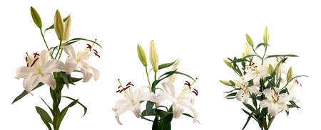 Bouquet of LÃ­lium candÃ­dum (snow-white Lily) with several open flowers in a side view in different angles on a white backgroundの写真素材