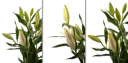 Bush LÃ­lium candidum (snow-white Lily) with unopened flowers in different angles on a white backgroundの写真素材