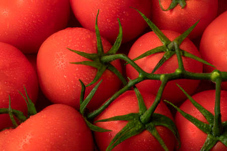 Ripe fresh red tomatoes with a branch and dewdrops close up in daylightの写真素材