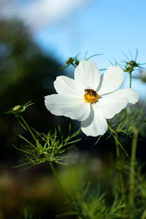 Cosmos Albatross flower with white petals and a wasp collecting nectar in summer daylight with a strong bokeh backgroundの写真素材