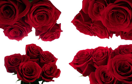 Buds of a bouquet of red roses close up in daylight with a different view on a white backgroundの写真素材