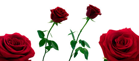 One closed and open red rose flower and boton red rose close up in daylight in different angles on a white backgroundの写真素材