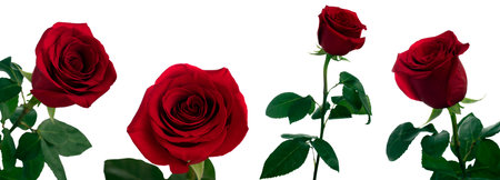 One flower of a closed red rose with stem and leaves in daylight in different angles on a white backgroundの写真素材