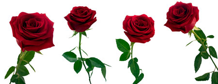 Open bud of a red rose flower with stem and leaves close-up in daylight in different angles on a white backgroundの写真素材