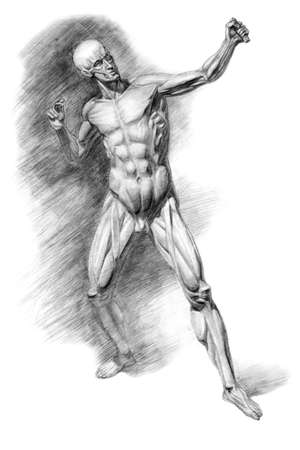 The Ecorche of Houdon - Archer. Side view. A naked archer. academic pencil drawing. An old drawing.の写真素材