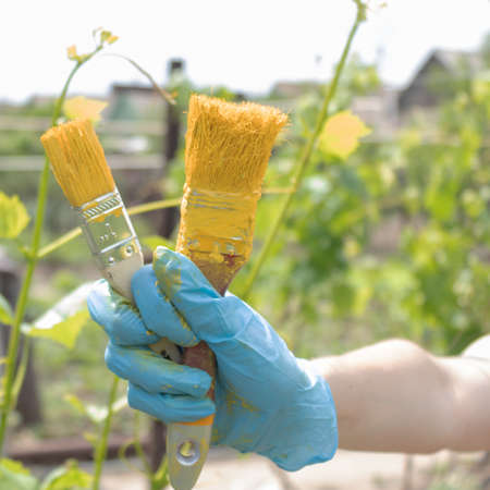 on the hand is wearing a blue glove in which there are two brushes smeared in yellow paint in the...
