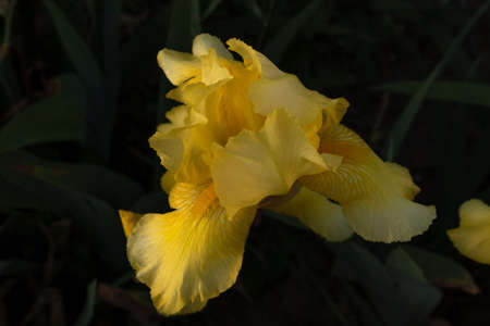 yellow flowered iris flower on a background of dense green petals