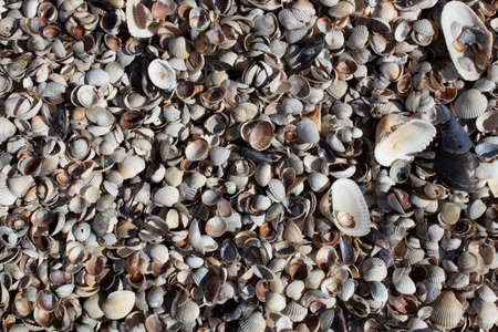 small seashells on the seashore of gray-white color on a sunny day.