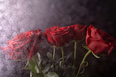 white glare from white light and water on a bouquet of red roses with long stems and green leaves on a black background.の写真素材