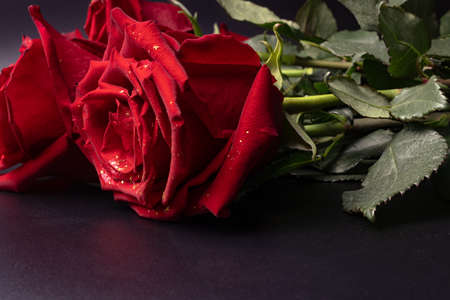 a beautiful blood-colored rose lies beautifully on a table against a dark gray background in the...