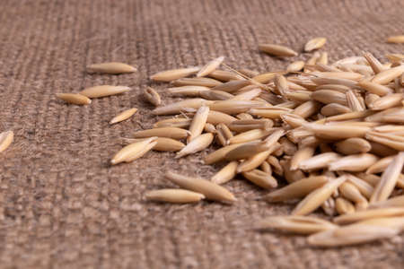 Side view on a small pile of freshly harvested oat grains