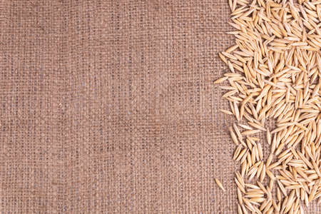 A composition of oat grains scattered from one side of a photo in lineの写真素材