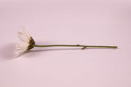 chamomile flower lies on white isolated backgroundの写真素材