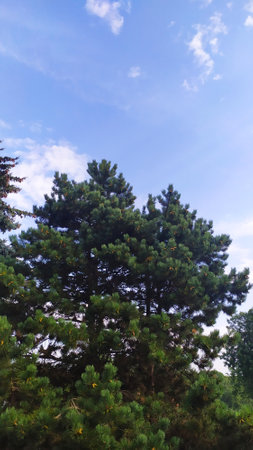 fir tree and greenery around against the background of heavenly blueの写真素材