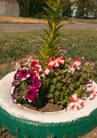 a flowerbed of a car tire painted green and purple flowers on a flowerbedの写真素材